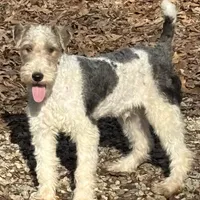 Ira, a male Wire Fox Terrier for sale in Bonaparte, IA – Photo 3 of 10