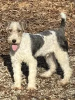 Ira, a male Wire Fox Terrier for sale in Bonaparte, IA – Photo 3 of 10