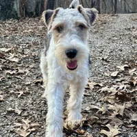 Ira, a male Wire Fox Terrier for sale in Bonaparte, IA – Photo 7 of 10