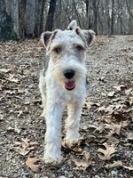 Ira, a male Wire Fox Terrier for sale in Bonaparte, IA – Photo 7 of 10