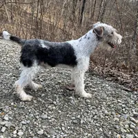 Ira, a male Wire Fox Terrier for sale in Bonaparte, IA – Photo 10 of 10
