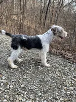 Ira, a male Wire Fox Terrier for sale in Bonaparte, IA – Photo 10 of 10