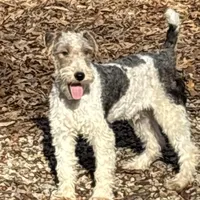 Ira, a male Wire Fox Terrier for sale in Bonaparte, IA – Photo 2 of 10