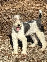 Ira, a male Wire Fox Terrier for sale in Bonaparte, IA – Photo 2 of 10