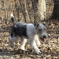 Ira, a male Wire Fox Terrier for sale in Bonaparte, IA – Photo 1 of 10