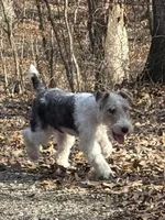 Ira, a male Wire Fox Terrier for sale in Bonaparte, IA – Photo 1 of 10