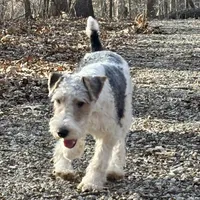 Ira, a male Wire Fox Terrier for sale in Bonaparte, IA – Photo 4 of 10