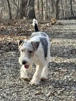 Ira, a male Wire Fox Terrier for sale in Bonaparte, IA – Photo 4 of 10