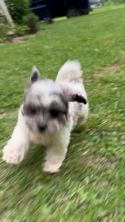 Enga, a female Shihpoo for sale in Bonaparte, IA – 9 of 10