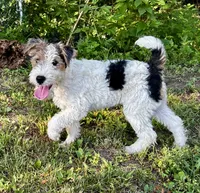 Alice, a female Wire Fox Terrier for sale in Bonaparte, IA – 3 of 10