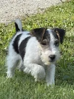Alice, a female Wire Fox Terrier for sale in Bonaparte, IA – 5 of 10