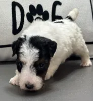 Quenby, a female Wire Fox Terrier for sale in Bonaparte, IA – 1 of 10