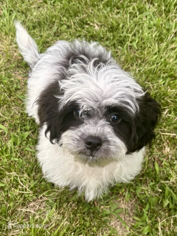 Cam – Shihpoo puppy for sale in Bonaparte, IA