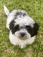 Cam, a male Shihpoo for sale in Bonaparte, IA – 1 of 10