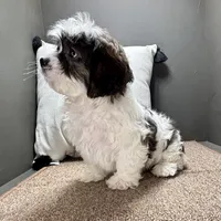 Walt, a male Shihpoo for sale in Bonaparte, IA – Photo 4 of 10