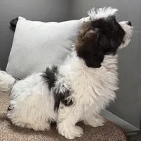 Walt, a male Shihpoo for sale in Bonaparte, IA – Photo 8 of 10