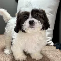 Walt, a male Shihpoo for sale in Bonaparte, IA – Photo 9 of 10