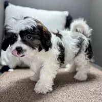 Walt, a male Shihpoo for sale in Bonaparte, IA – Photo 7 of 10