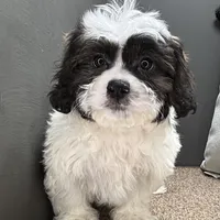 Walt, a male Shihpoo for sale in Bonaparte, IA – Photo 2 of 10