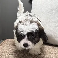 Walt, a male Shihpoo for sale in Bonaparte, IA – Photo 3 of 10