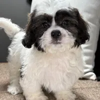 Walt, a male Shihpoo for sale in Bonaparte, IA – Photo 1 of 10