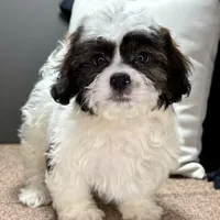 Walt, a male Shihpoo for sale in Bonaparte, IA – Photo 5 of 10