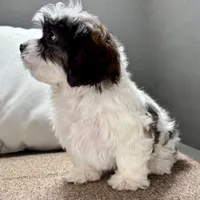 Walt, a male Shihpoo for sale in Bonaparte, IA – Photo 10 of 10