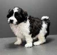 Frankie, a male Shihpoo for sale in Bonaparte, IA – 7 of 10