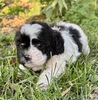 Elroy, a male Shihpoo for sale in Bonaparte, IA – 6 of 7