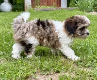 Freddie, a male Shihpoo for sale in Bonaparte, IA – 9 of 10