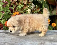 Paul, a male Maltipoo for sale in Bonaparte, IA – 9 of 10