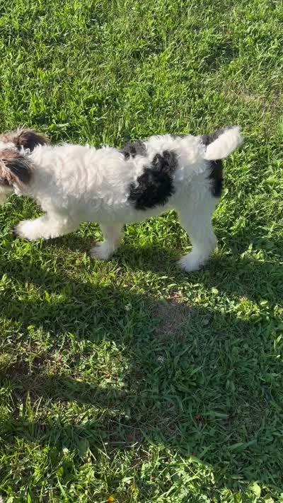 Alice, a female Wire Fox Terrier for sale in Bonaparte, IA – 8 of 10