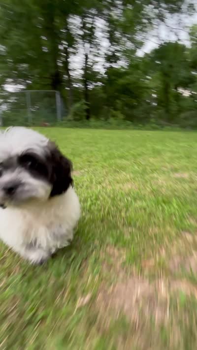 Cam, a male Shihpoo for sale in Bonaparte, IA – 3 of 10