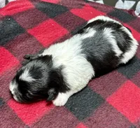 Heidi, a male Shichon for sale in Bonaparte, IA – 7 of 9