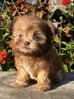 Nancy, a female Shih Tzu for sale in Bonaparte, IA – 2 of 10