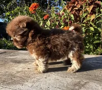 Ned, a male Shih Tzu for sale in Bonaparte, IA – 4 of 10
