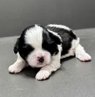 Brian, a male Shichon for sale in Bonaparte, IA – Photo 2 of 4