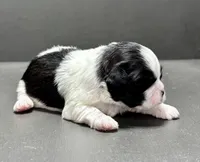 Brian, a male Shichon for sale in Bonaparte, IA – Photo 3 of 4