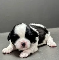 Brian, a male Shichon for sale in Bonaparte, IA – Photo 1 of 4