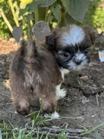 Grace, a female Shih Tzu for sale in Bonaparte, IA – 3 of 10