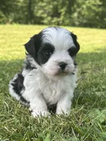 Hanna, a male Shichon for sale in Bonaparte, IA – 6 of 10