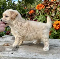 Pammy, a female Maltipoo for sale in Bonaparte, IA – 10 of 10