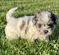 Enga, a female Shihpoo for sale in Bonaparte, IA – 3 of 7