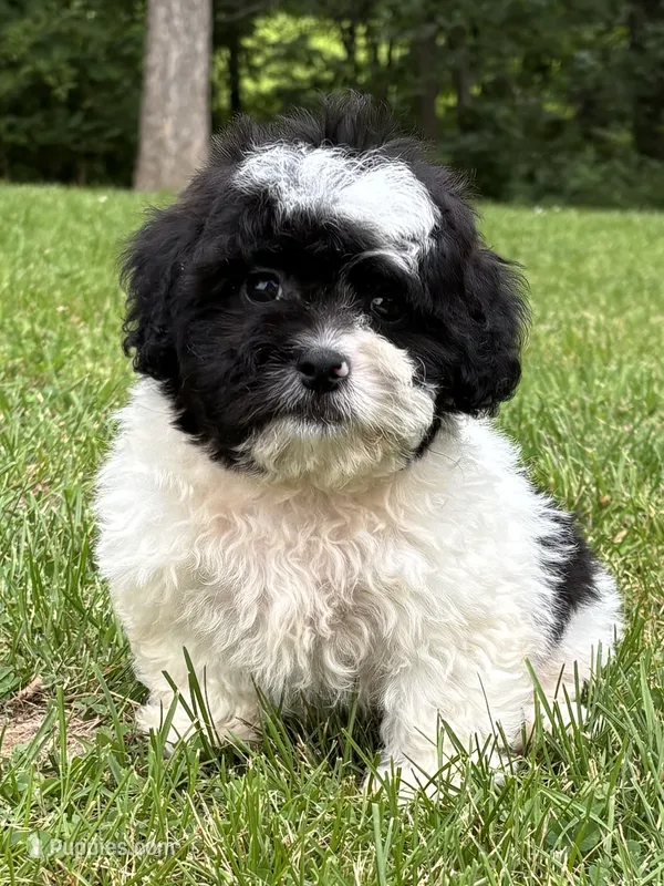 Elroy – Shihpoo puppy for sale in Bonaparte, IA