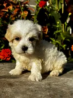 Penny, a female Maltipoo for sale in Bonaparte, IA – 6 of 10
