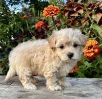 Pammy, a female Maltipoo for sale in Bonaparte, IA – 8 of 10
