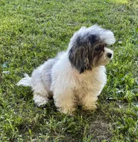 Jan, a female Shihpoo for sale in Bonaparte, IA – 6 of 9