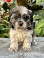 orval, a male Shihpoo for sale in Bonaparte, IA – 9 of 10