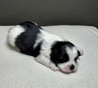 Herb, a male Shichon for sale in Bonaparte, IA – 2 of 7