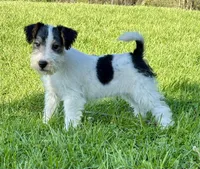 Alice, a female Wire Fox Terrier for sale in Bonaparte, IA – 5 of 10